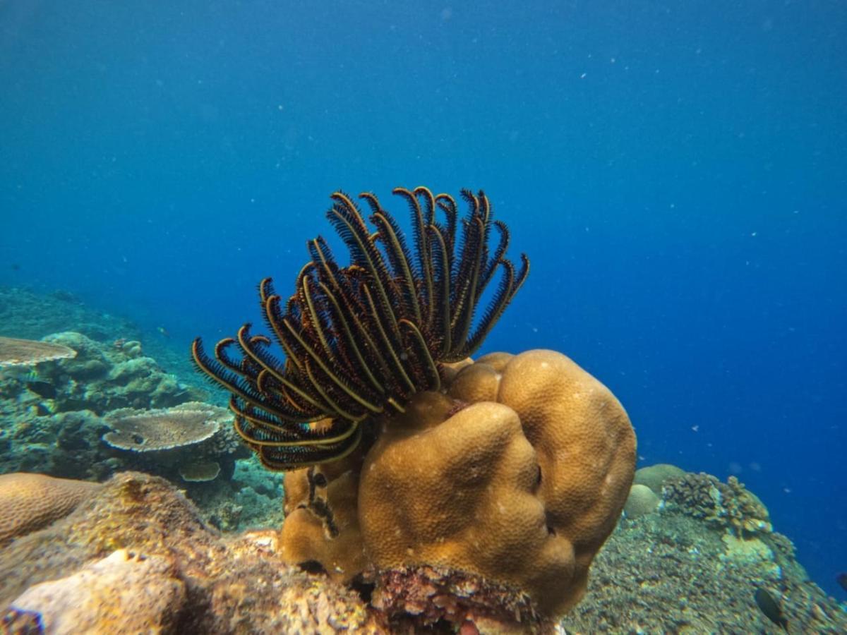 Maratua Dive Center And Lodge Maratua Island Dış mekan fotoğraf